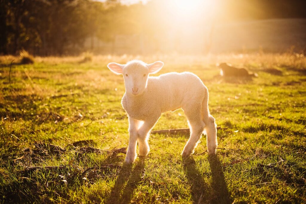 lion or lamb spokeasy blog post