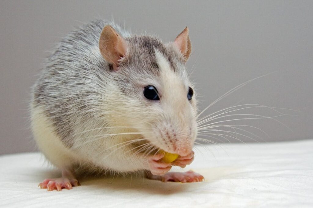 lab rat spokeasy blog post
