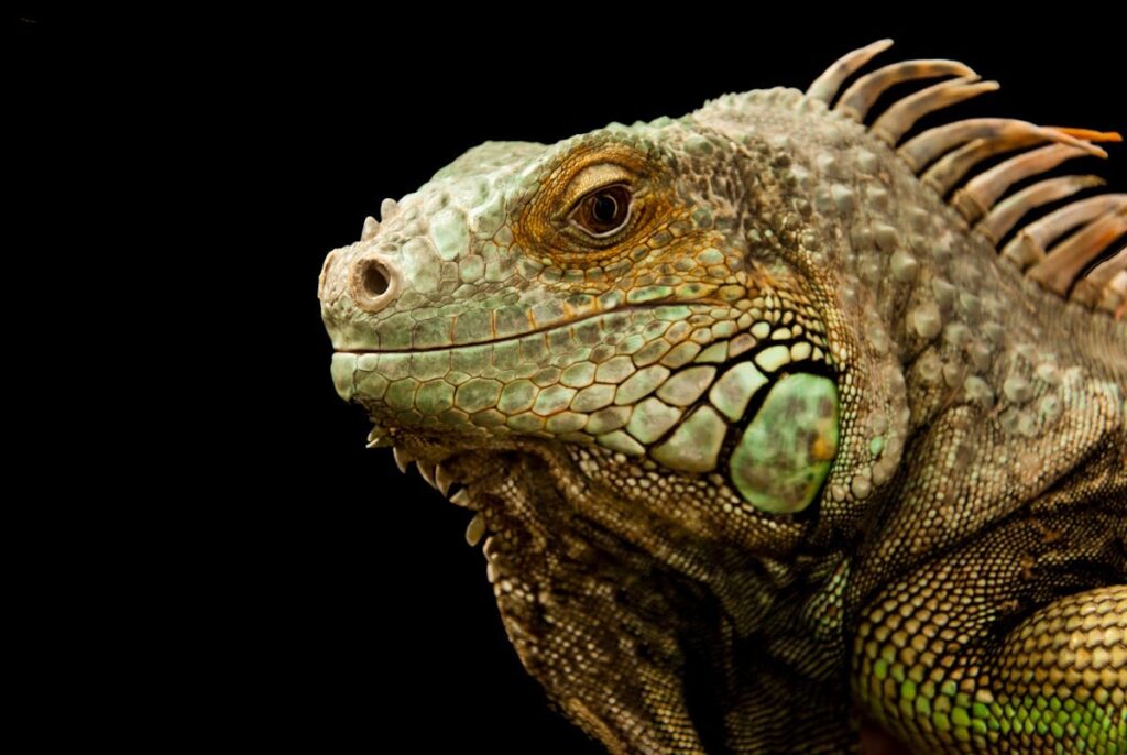 chameleon spokeasy blog post