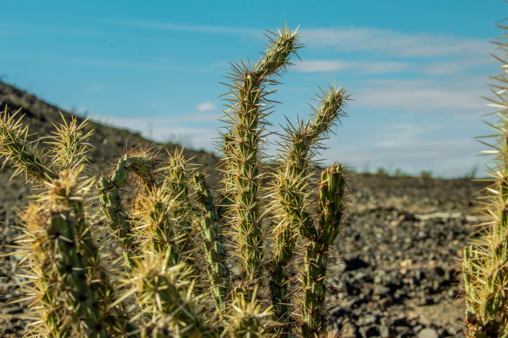 spokeasy How Dry I Am blog post Humid or Arid blog Desert blog
