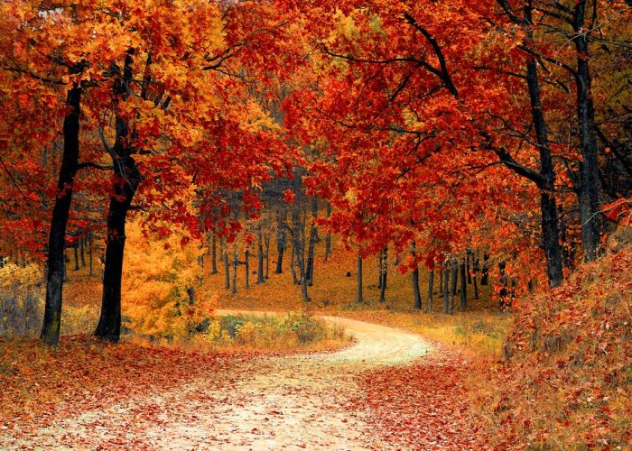 first fall hybrid autumn foliage dare I hope spokeasy blog post October already brief fall blog post Oil on the Winds blog