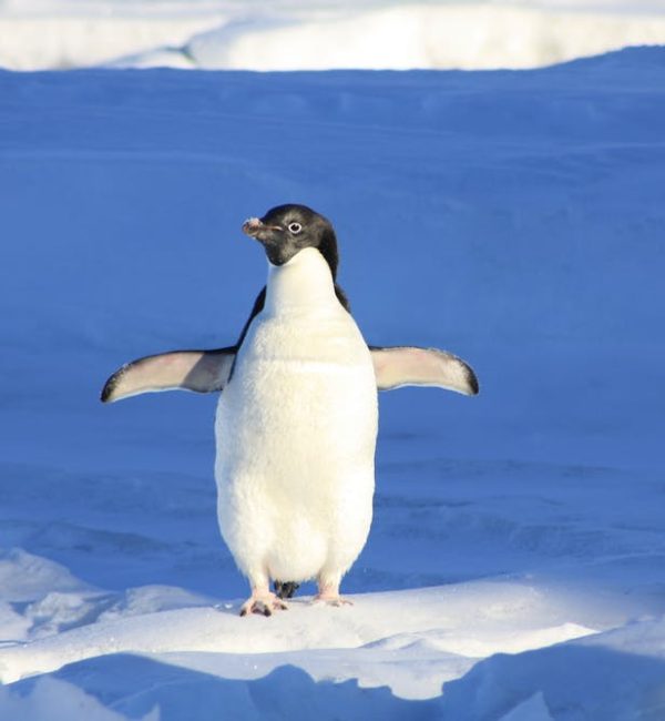 cold woe weather cycle antarctica spokeasy blog post on the qui vive waking up blog