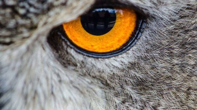 aye eye sunglasses spokeasy UVA