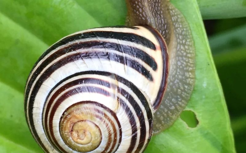 snail slow cycling spokeasy post blog tardy