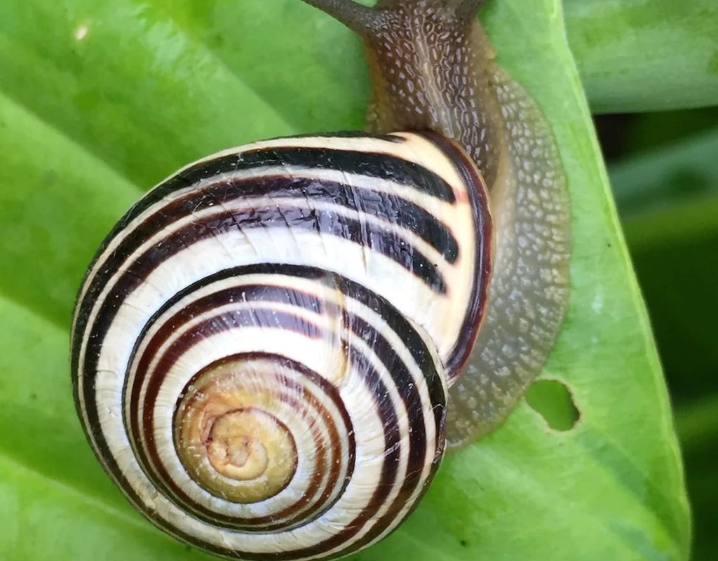 snail slow cycling spokeasy post blog tardy