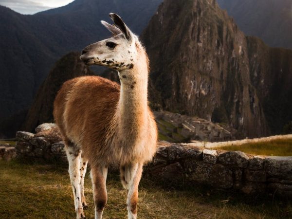 one L or two spokeasy blog post pushmi-pullyu blog post