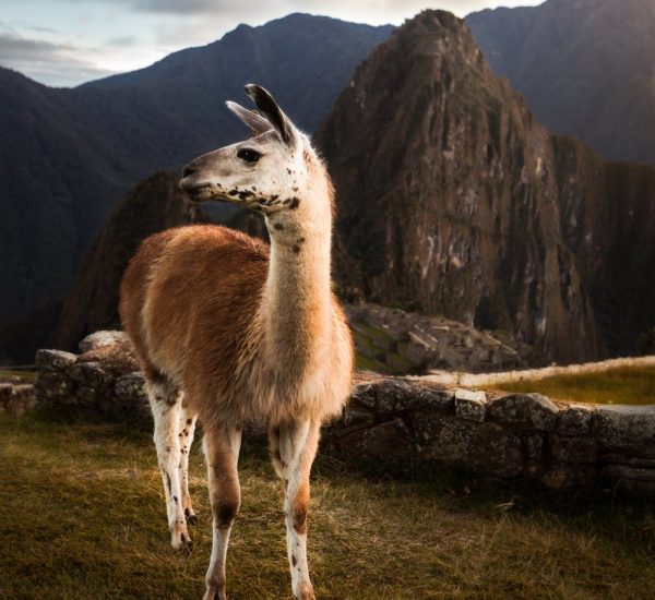 one L or two spokeasy blog post pushmi-pullyu blog post