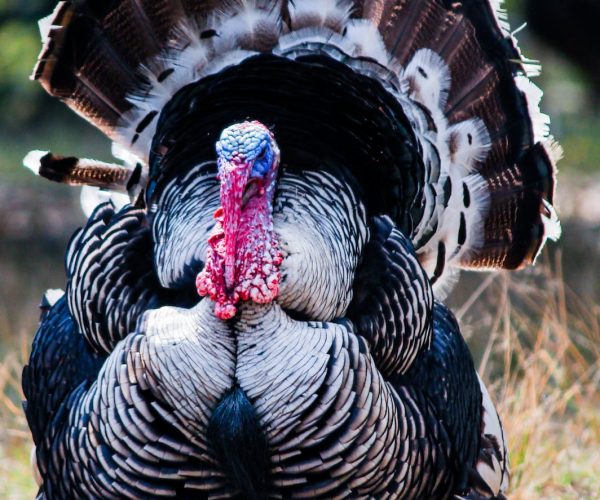 turkey trot spokeasy blog post globetrotting page happy turkey day blog post cold turkey blog post