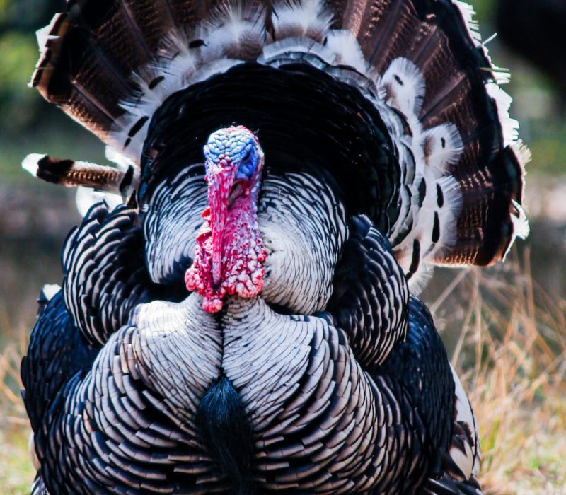 turkey trot spokeasy blog post globetrotting page happy turkey day blog post cold turkey blog post