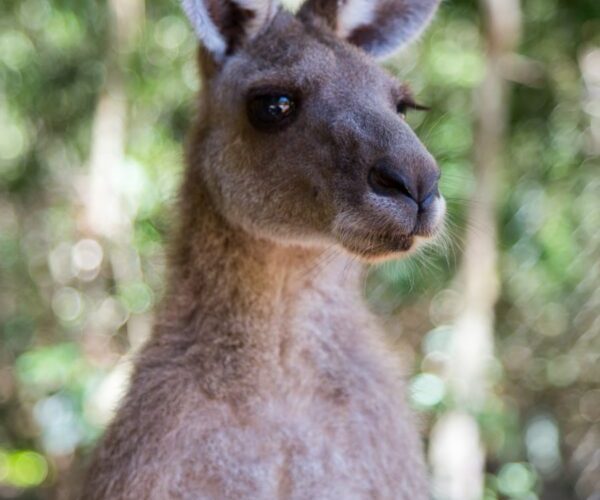 feeling jumpy land down under australia kangaroo spokeasy blog post